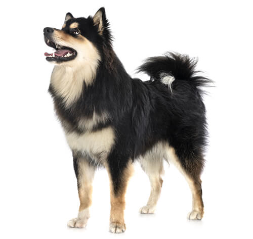 at what age is a swedish lapphund full grown