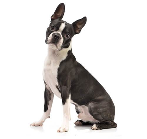 how do you clean boston terriers ears