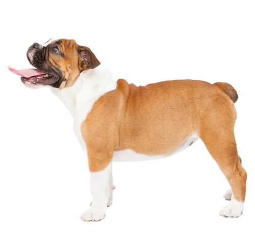 what are bulldogs like as pets