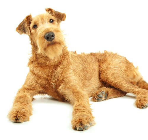 Irish Terrier Dog Breed Information | Purina