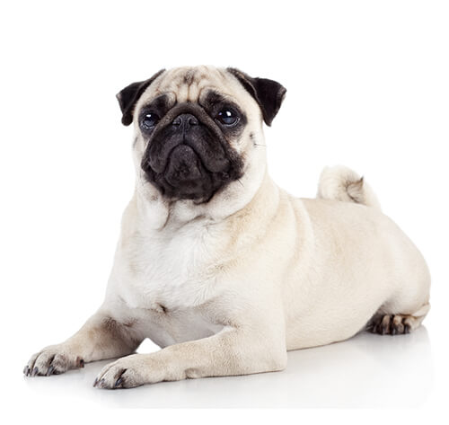 how many pugs did queen victoria have