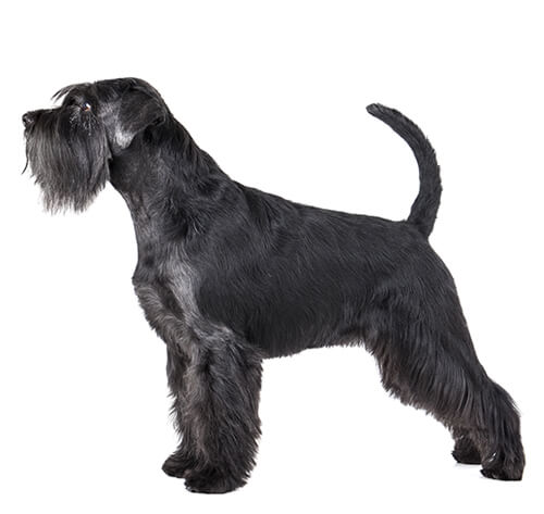 are schnauzers good with other dogs