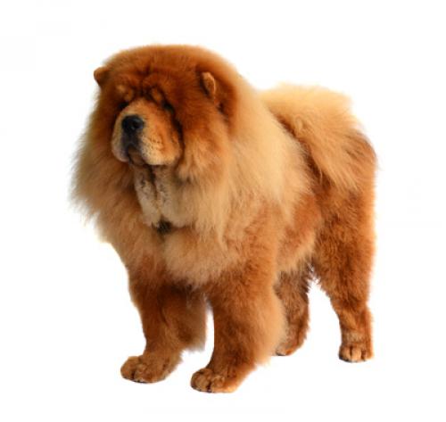 My hotsell chow chow