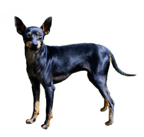 English toy terrier puppy price best sale