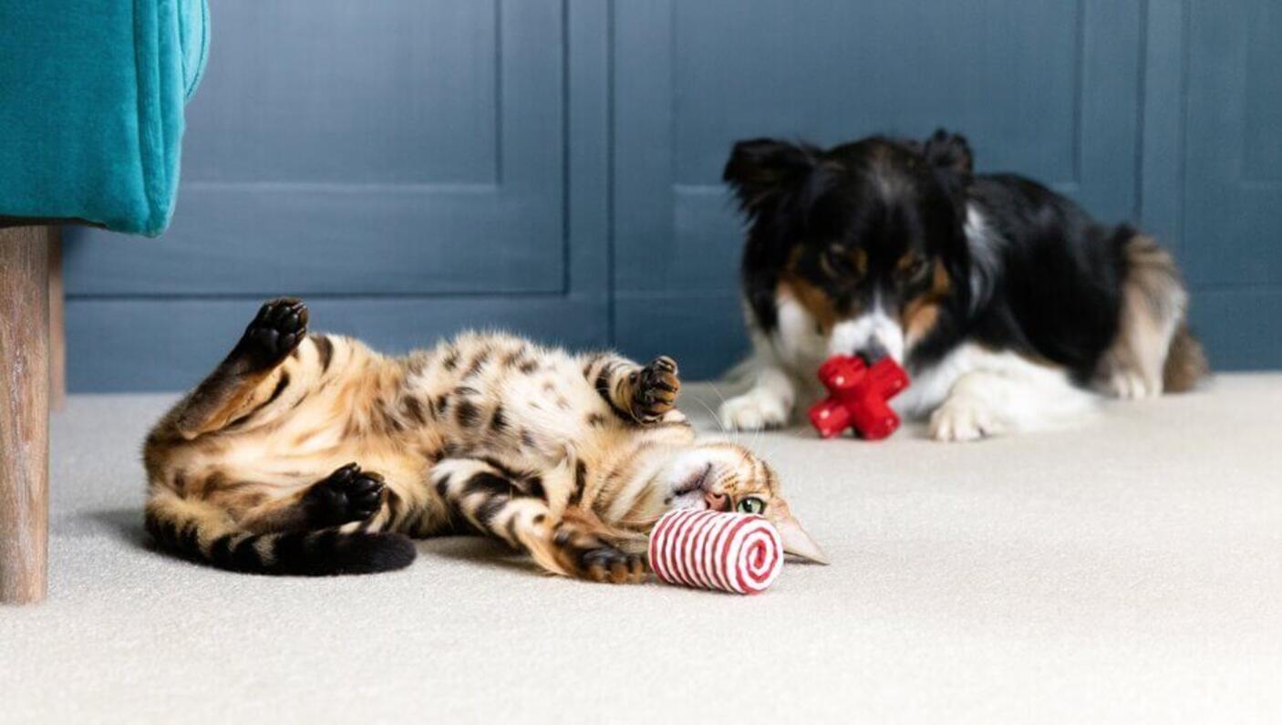 Kitten and dog playing