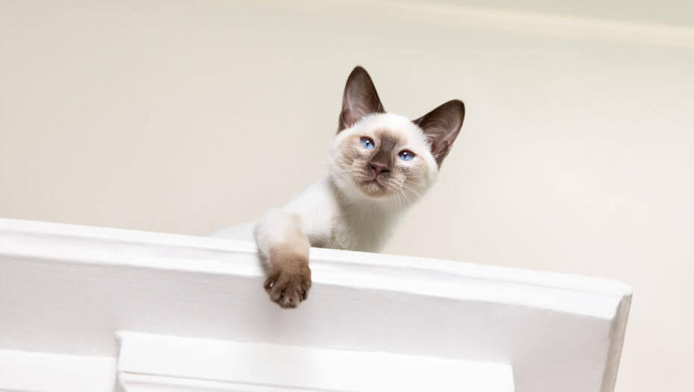 cat peeking out from on top of a wardrobe