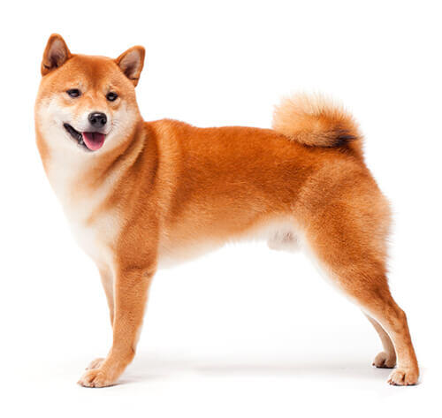 should i groom my shiba inu