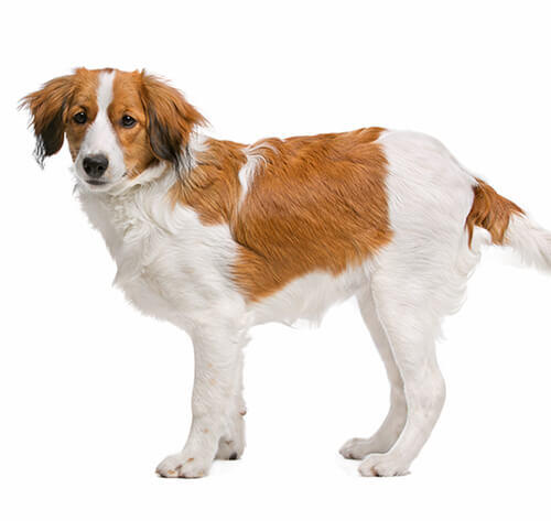 how many puppies can kooikerhondje give birth to