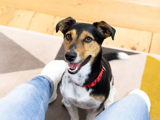 Dog looking up at owner