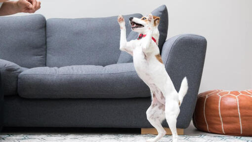 Dog jumping on couch best sale