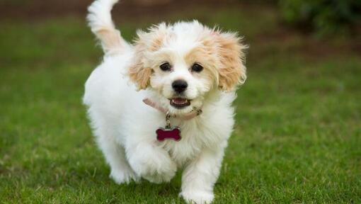 Cavachon poodle hot sale cross