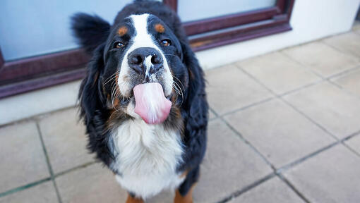 Can dogs best sale can eat cheese