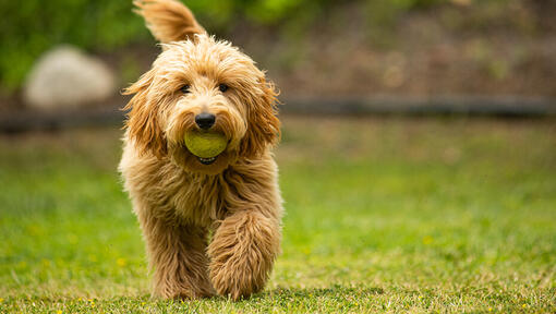 Goldendoodle Dog Breed Information | Purina