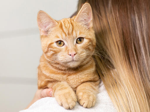 Red kitten looking toward to screen behind the owner's shoulder