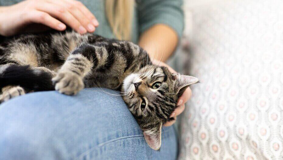 Tapeworms in Cats - Causes, Symptoms & Treatment | Purina